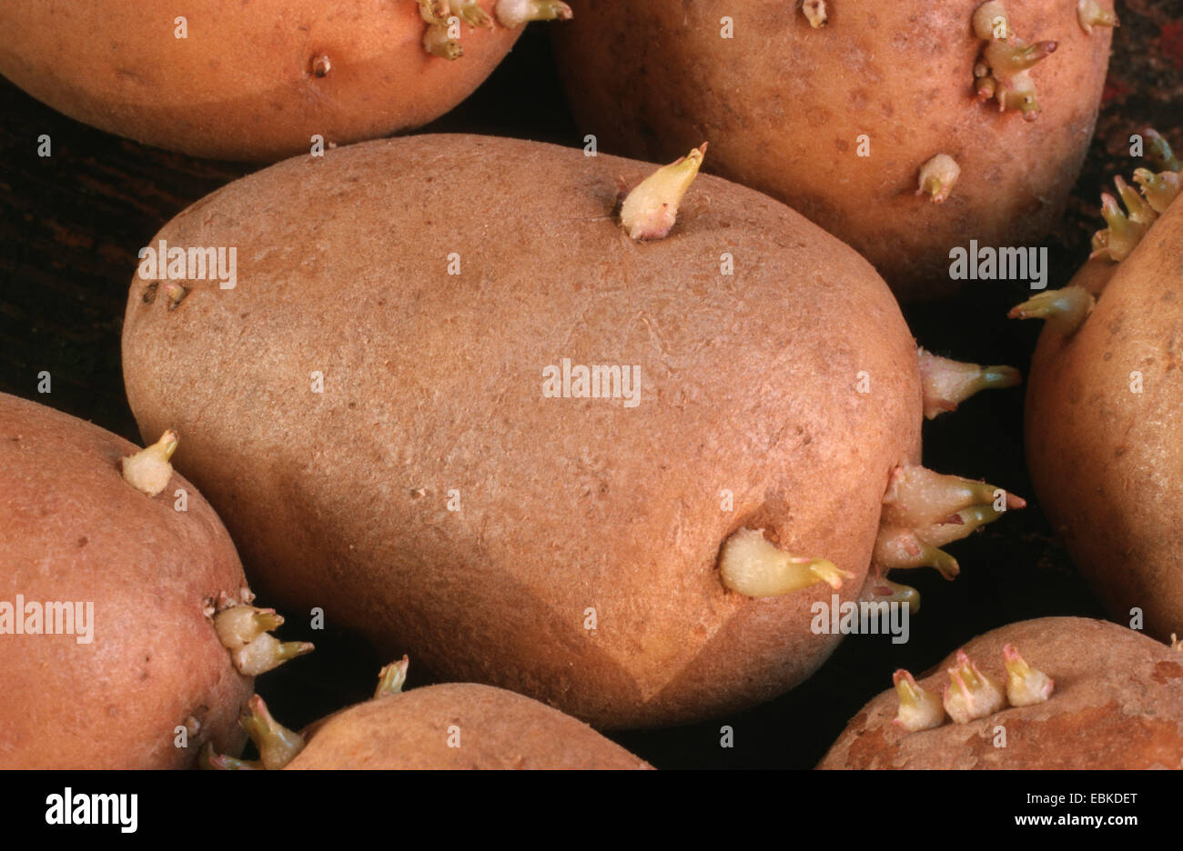 La papa (Solanum tuberosum), tubérculos con yemas saliente Foto de stock