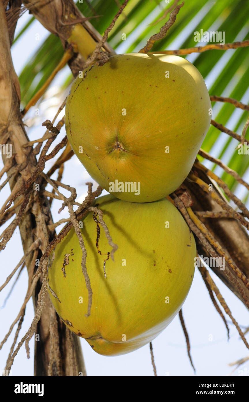 Palma de coco (Cocos nucifera), cocos en un árbol, Sri Lanka Fotografía ...