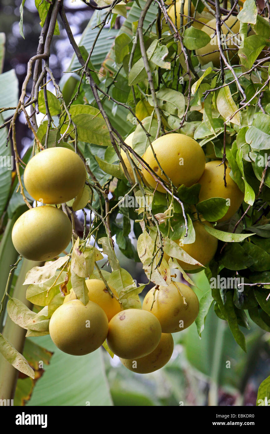 árbol frutal de pomelo fotografías e imágenes de alta resolución Alamy