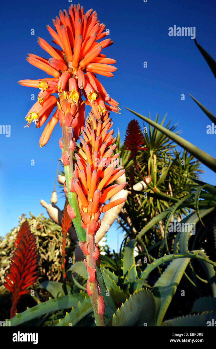 Aloe Vera (Aloe vera, Aloe barbadensis), floreciendo, Islas Canarias, Tenerife Foto de stock