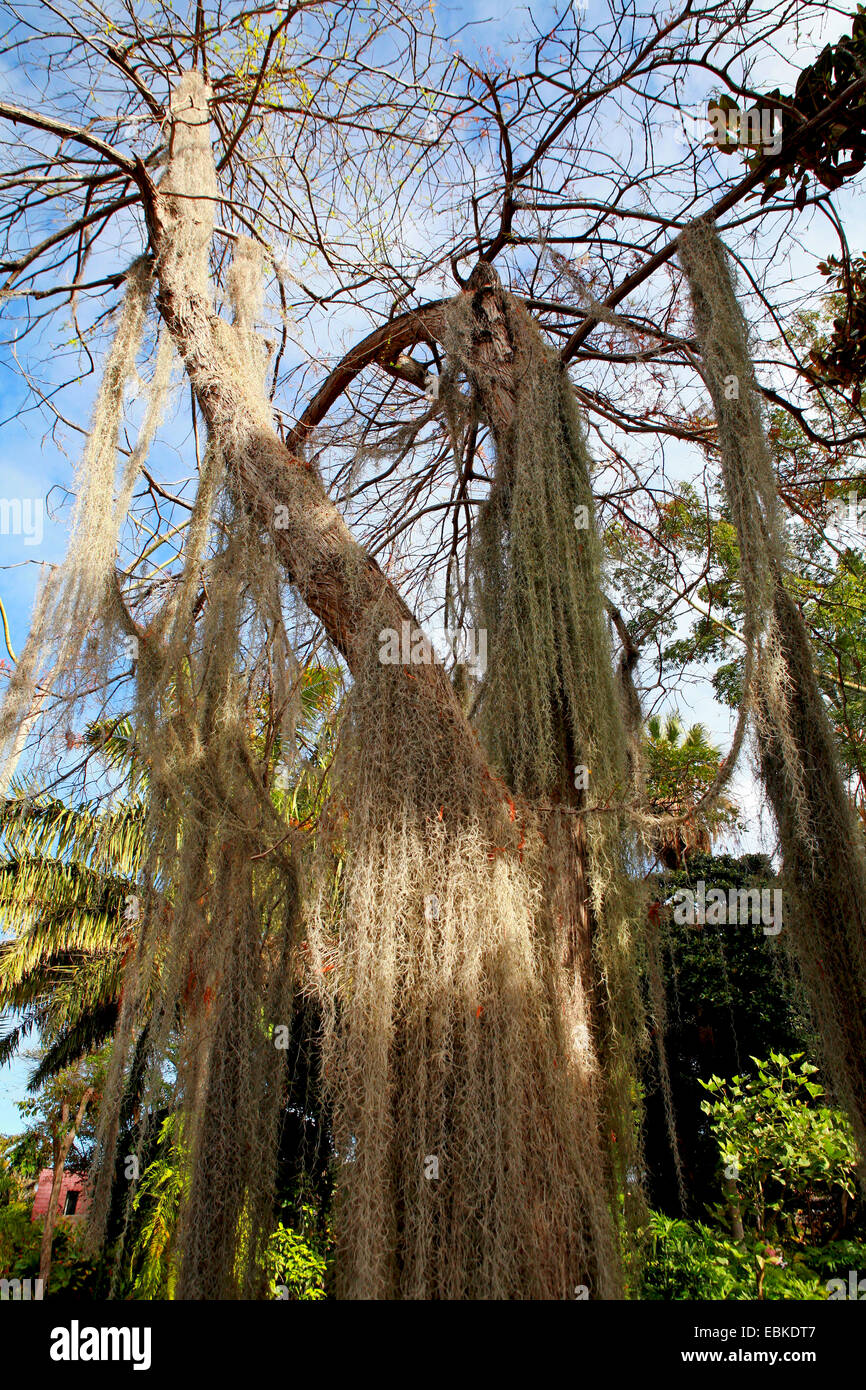 Ramas colgantes de árboles fotografías e imágenes de alta resolución - Alamy