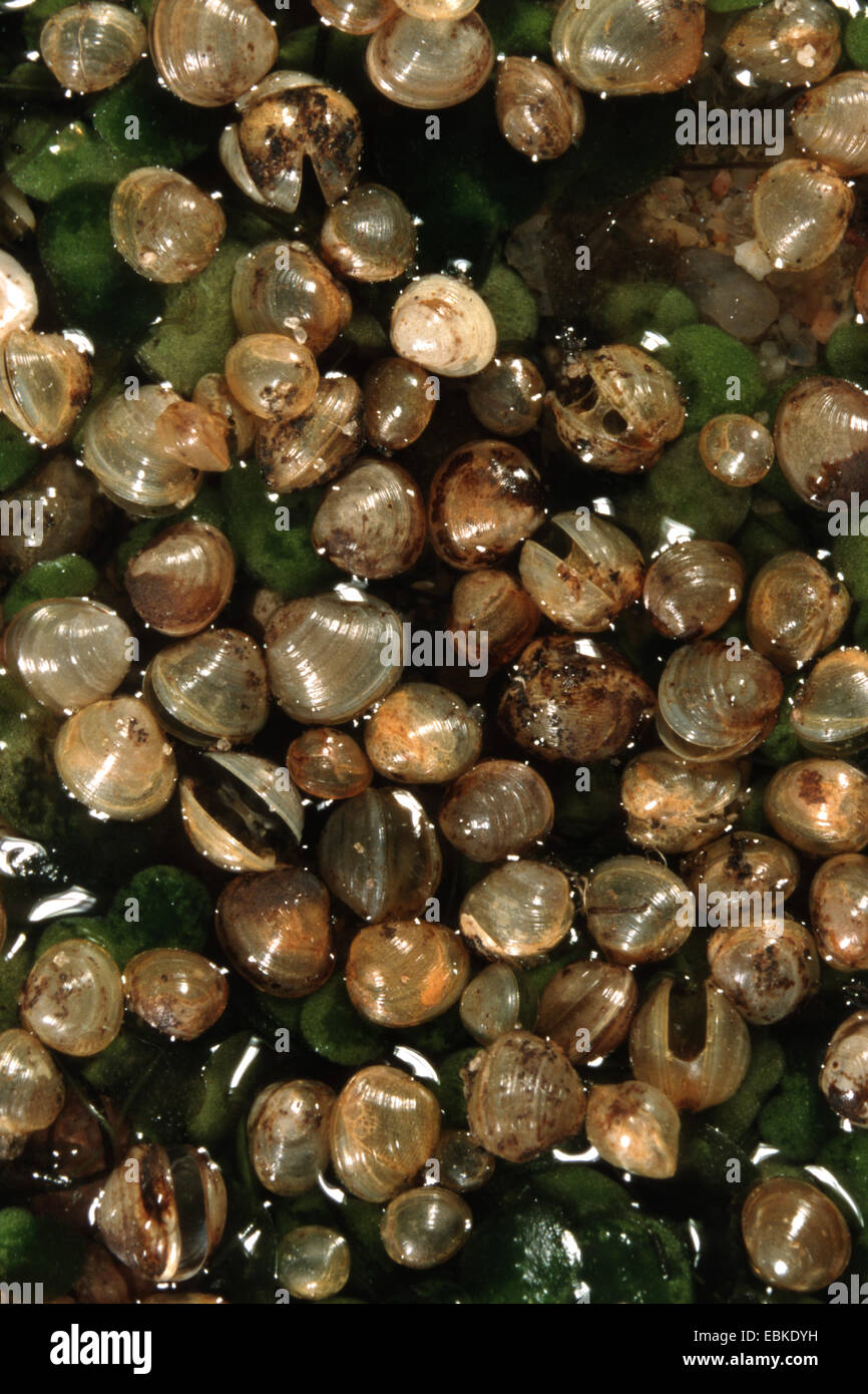 Obtuso a Pisidium obtusale mejillón (arveja), montones de almejas de agua dulce, sobre arena. Foto de stock
