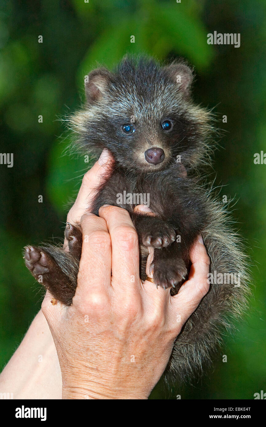 Perro mapache (Nyctereutes procyonoides) criados en la mano, la mano de su stockman, Alemania Foto de stock