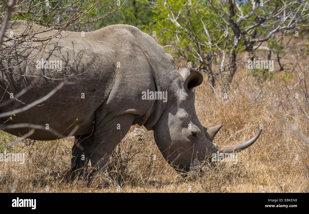Un rinoceronte blanco del pastoreo en el Parque Nacional Kruger Foto de stock