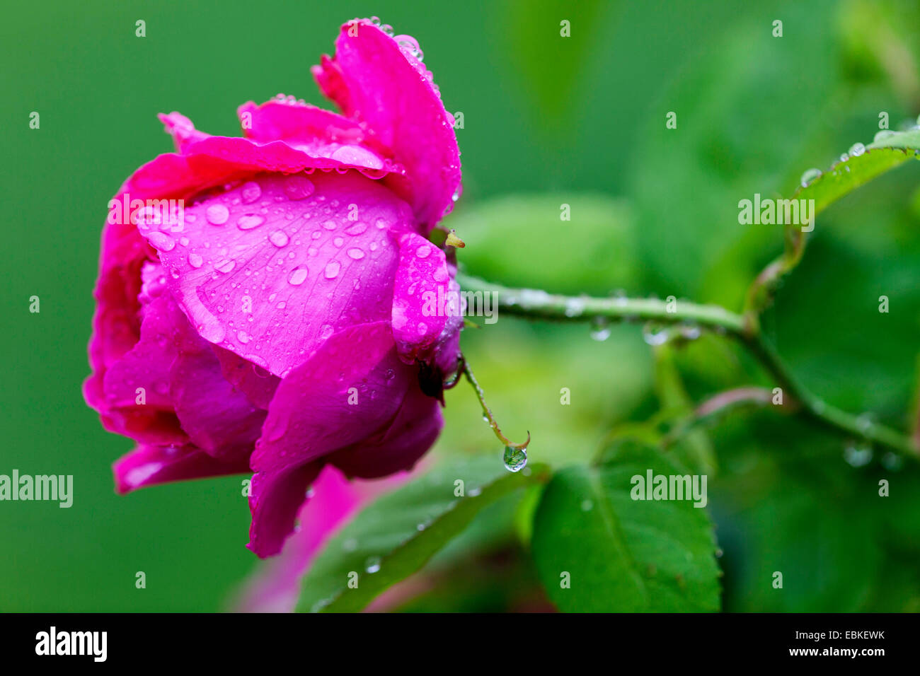 Pétalos de rosa en la lluvia, Alemania Foto de stock