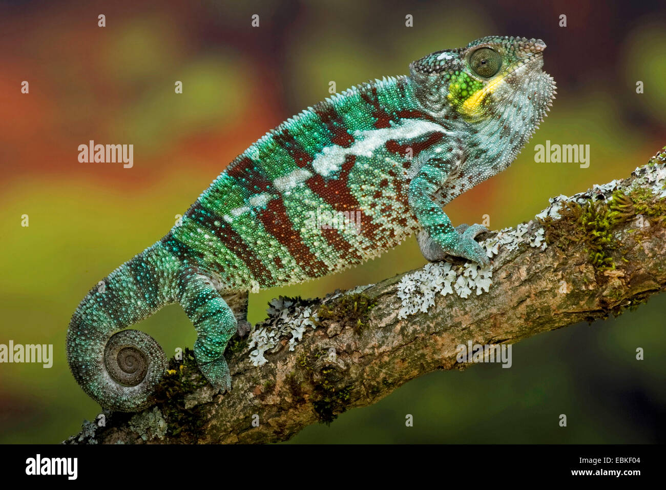 Furcifer pardalis (camaleón pantera, Chamaeleo pardalis), en una rama Foto de stock
