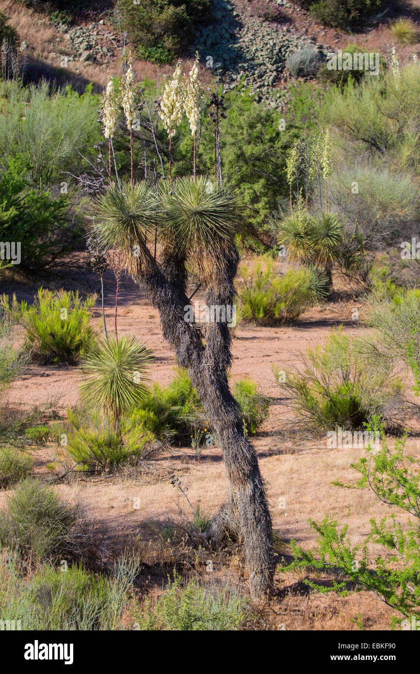 Soaptree, Soapweed, Palmella (Yucca elata), tallo de cuatro metros de alto con las inflorescencias, EE.UU., Arizona, Sonora, Phoenix Foto de stock