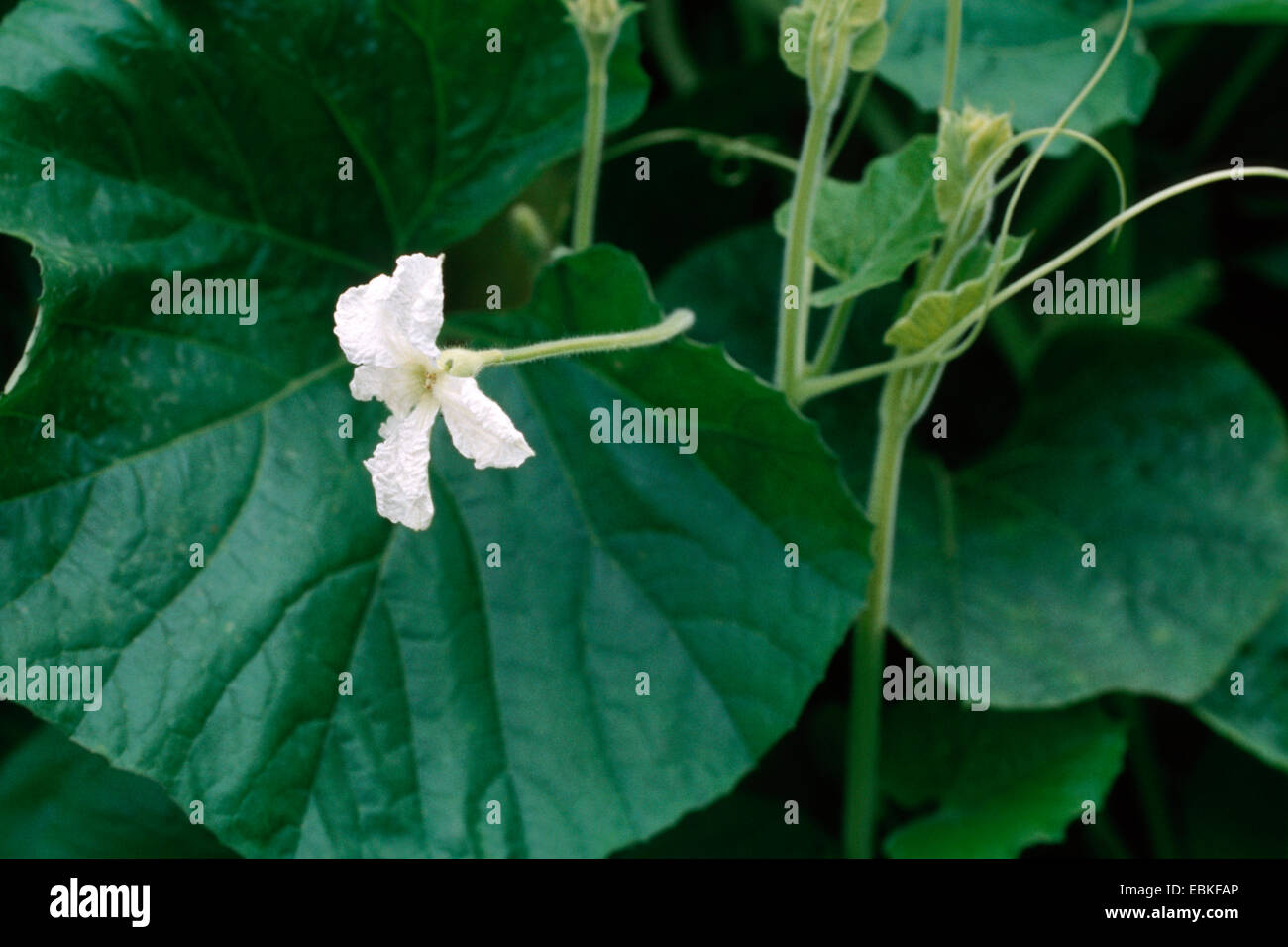 Botella de calabazas, calabaza, calabaza, calabaza blanca flor de calabaza (Lagenaria siceraria), floreciendo Foto de stock