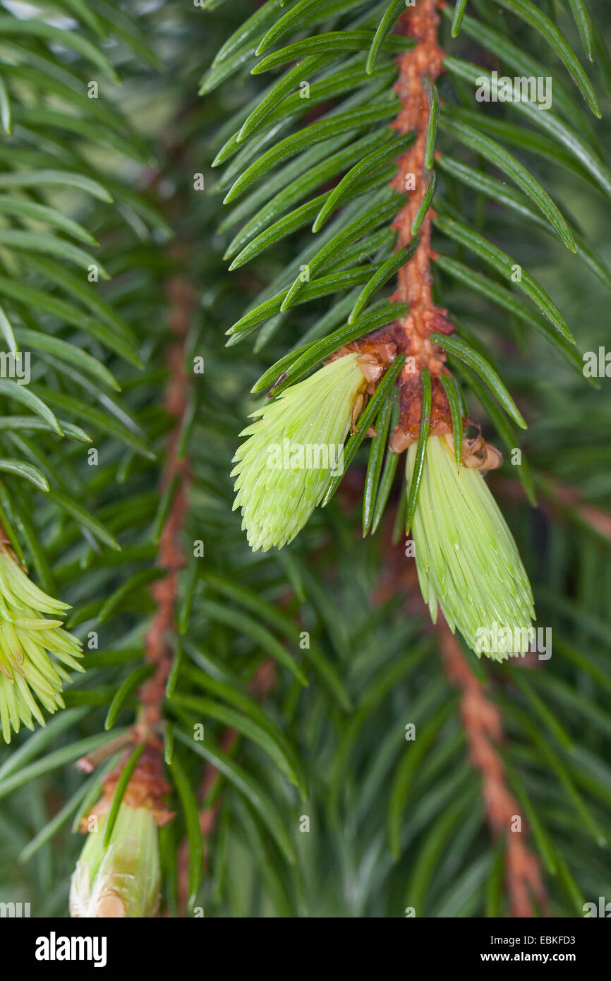 Noruega abeto rojo (Picea abies), joven tiroteos, Alemania Foto de stock