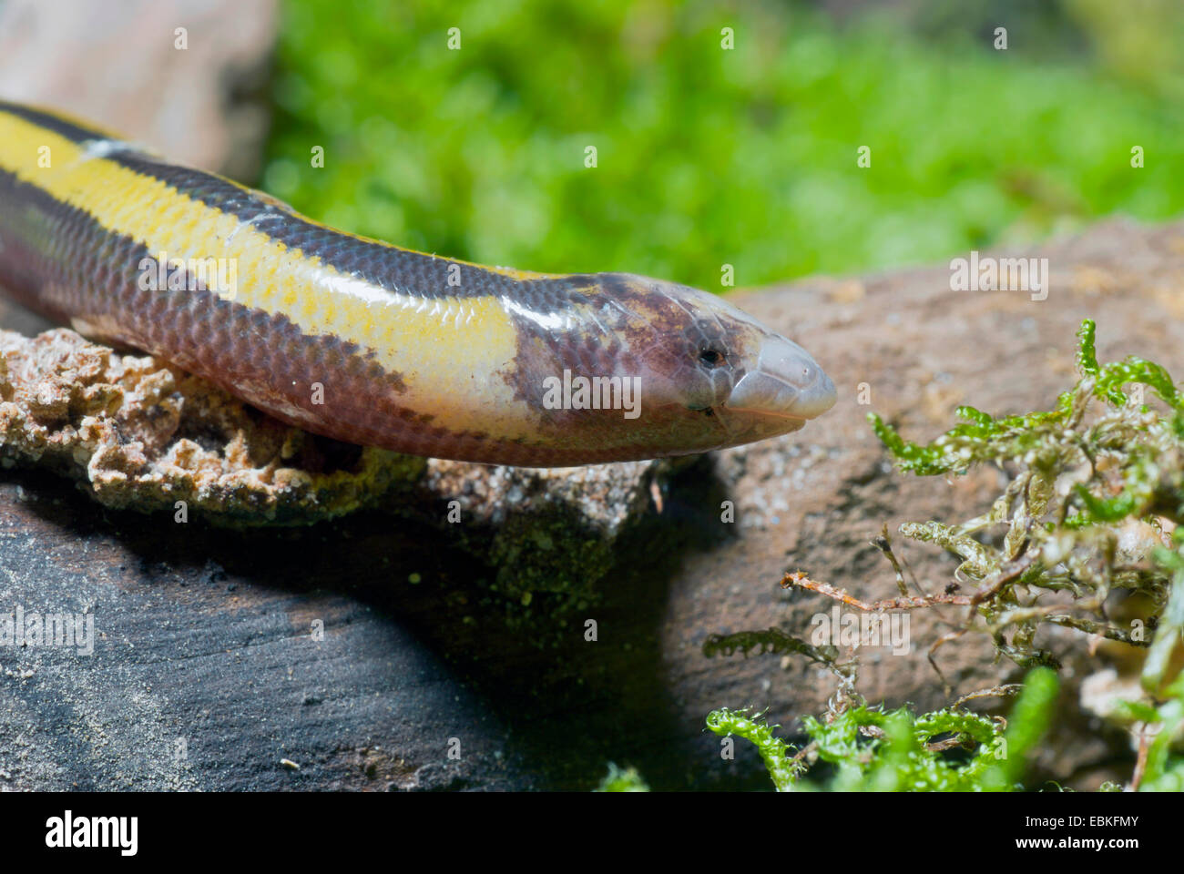 El gusano Gyldenstolpe Skink (Isopachys gyldenstolpei), Retrato Foto de stock