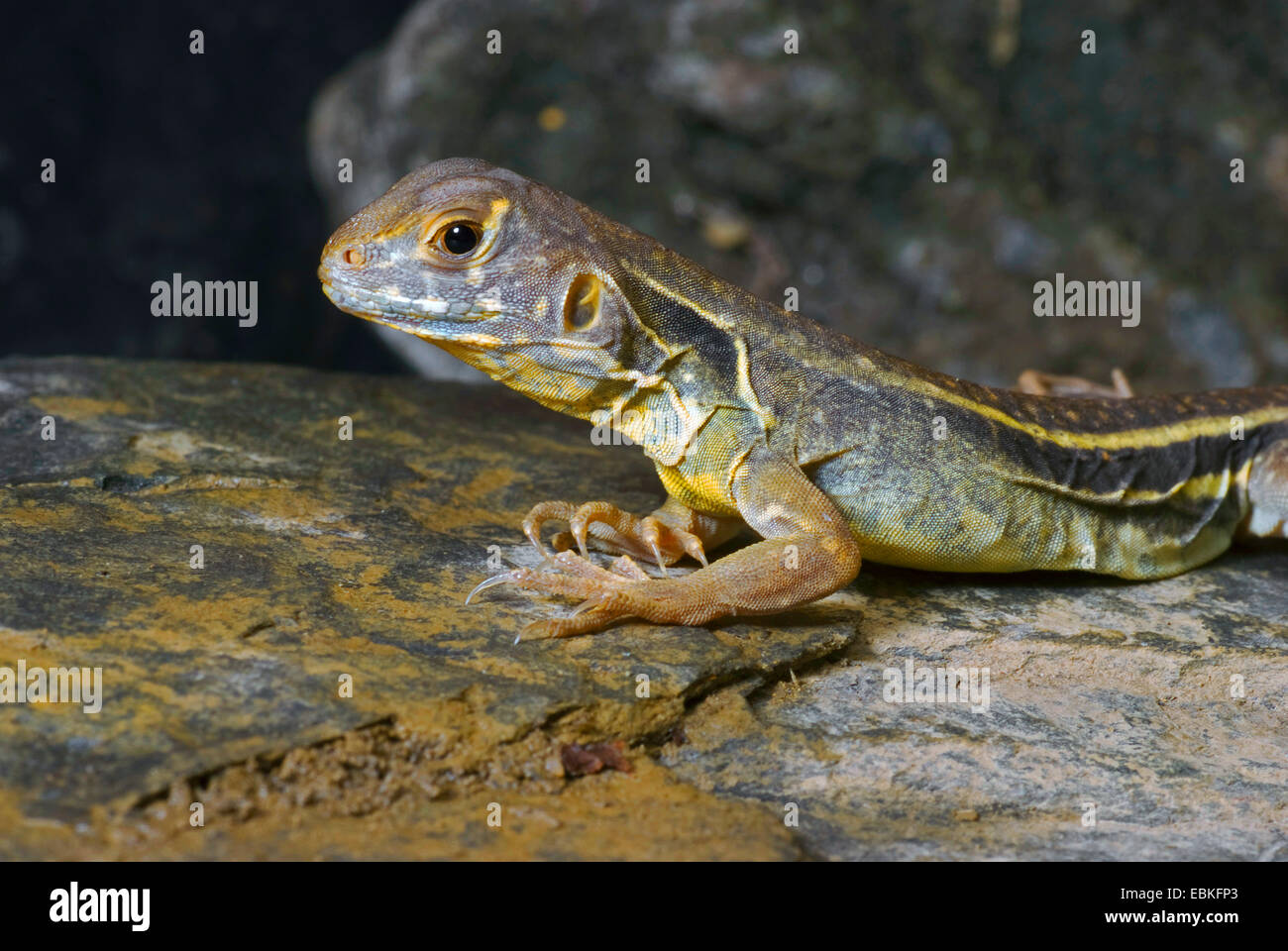 Escala granular (lagarto Leiolepis belliana), Retrato Foto de stock