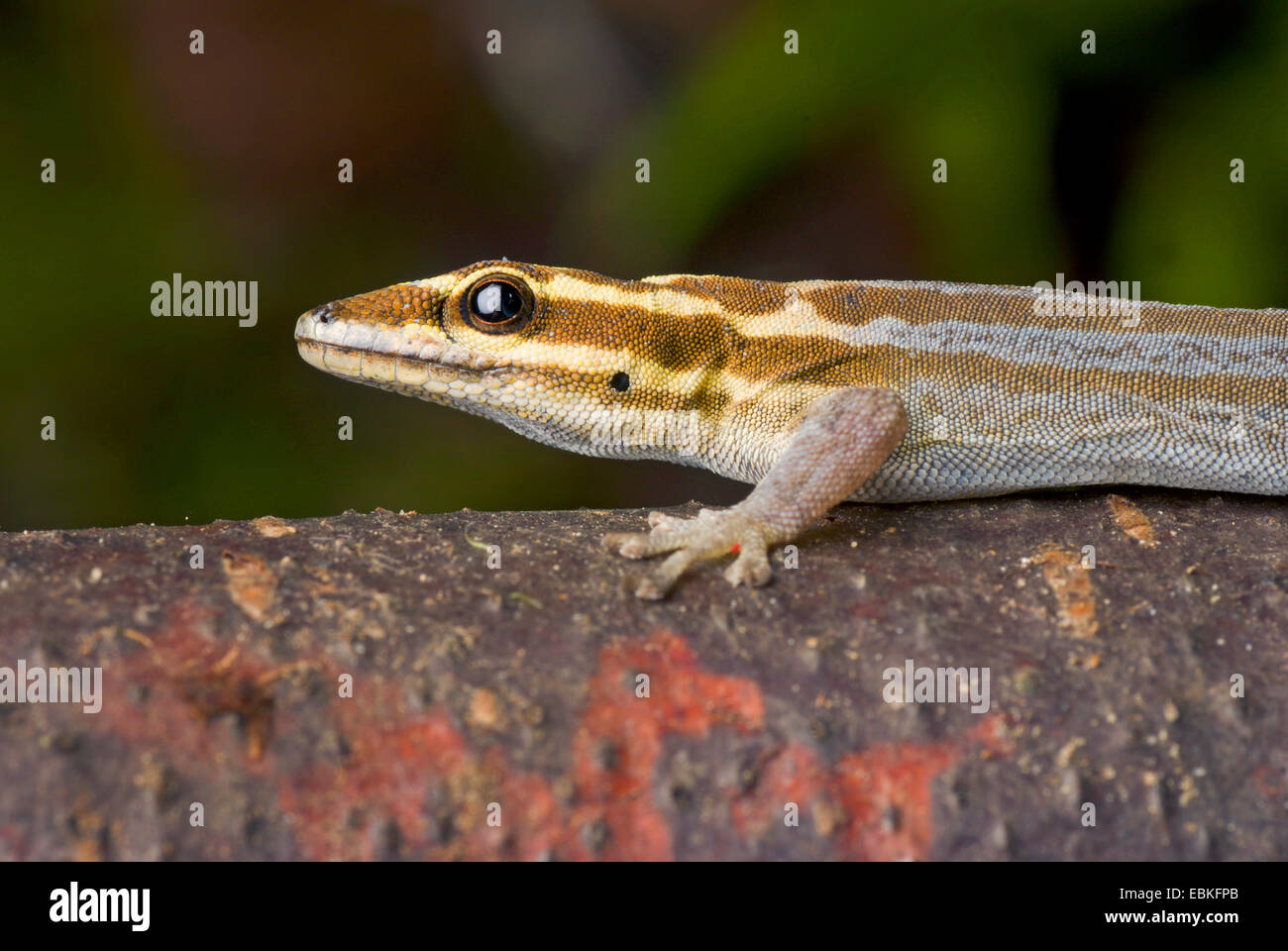 Geco enano (Lygodactylus kimhowelli), Retrato Foto de stock