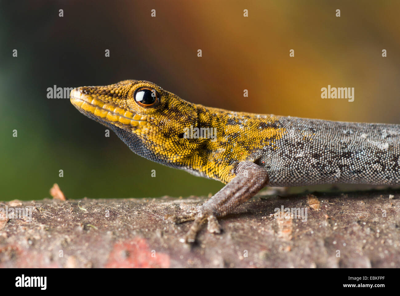Geco enano común, Cabo enano (gecos Lygodactylus capensis), Retrato Foto de stock