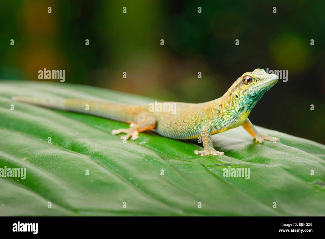 Azul eléctrico Gecko, Williams (Lygodactylus williamsi geco enano), sentado sobre una planta femenina Foto de stock