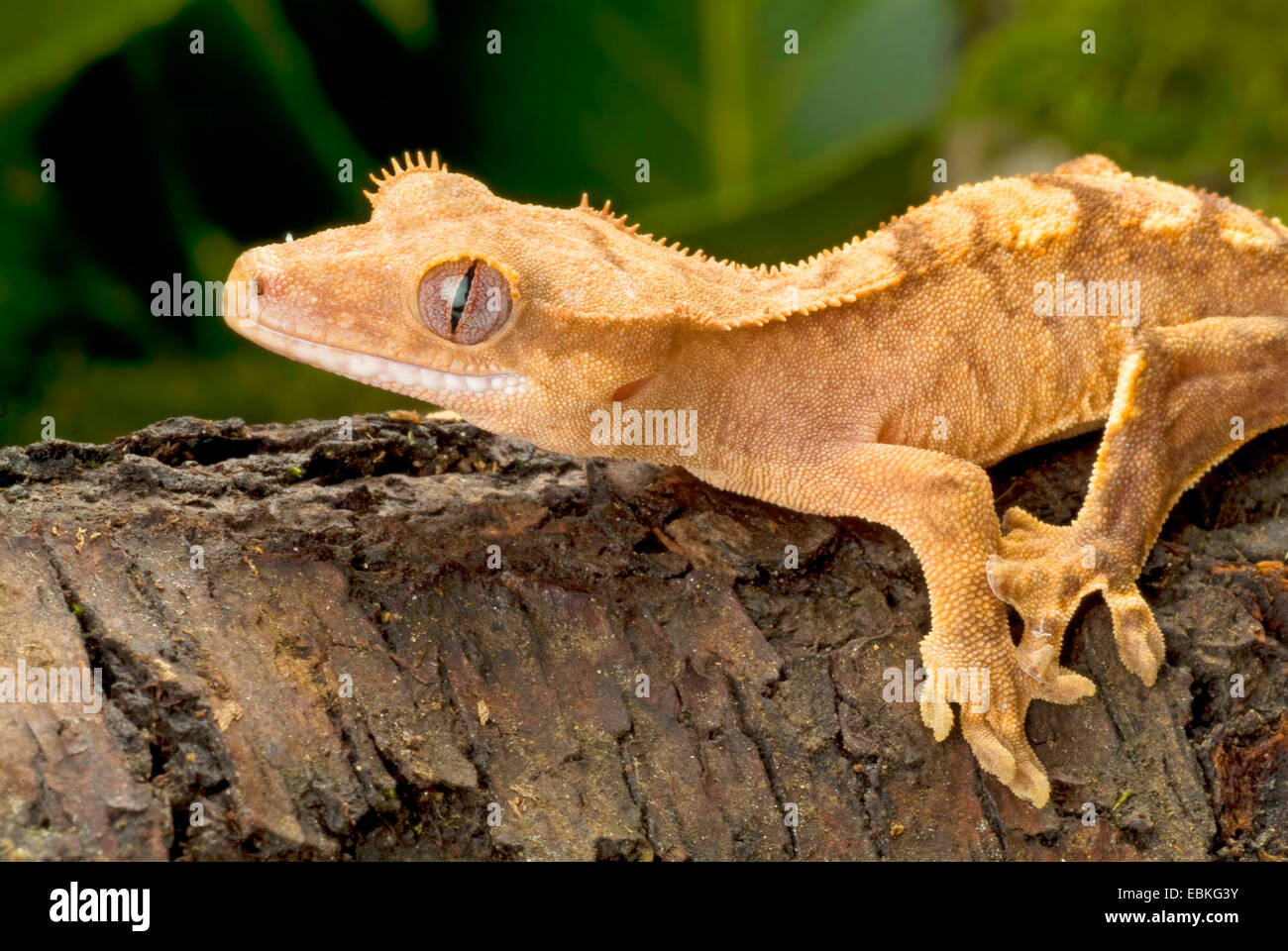 Gecko gigante de Nueva Caledonia (Rhacodactylus ciliatus), vista lateral Foto de stock