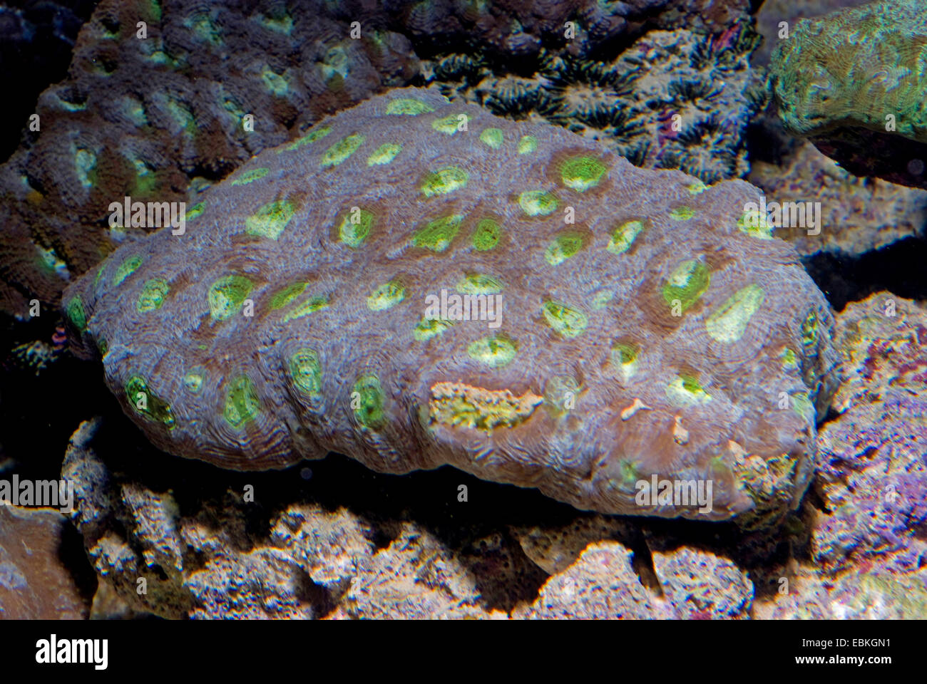 De corales pétreos (Acanthastrea spec.), vista cercana Foto de stock