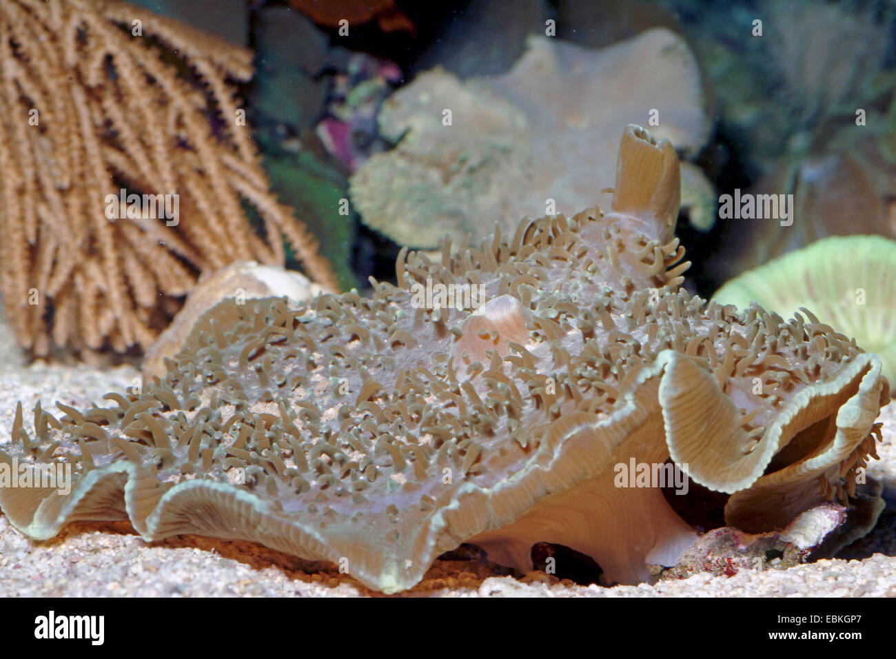 Copa gigante, Oreja de Elefante Gigante Coral (setas), fenestrafer Amplexidiscus Vista cercana Foto de stock