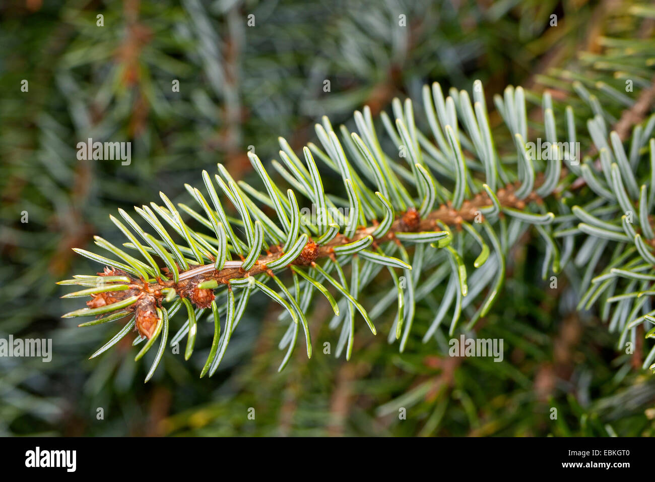El serbio abeto rojo (Picea omorika), rama Foto de stock