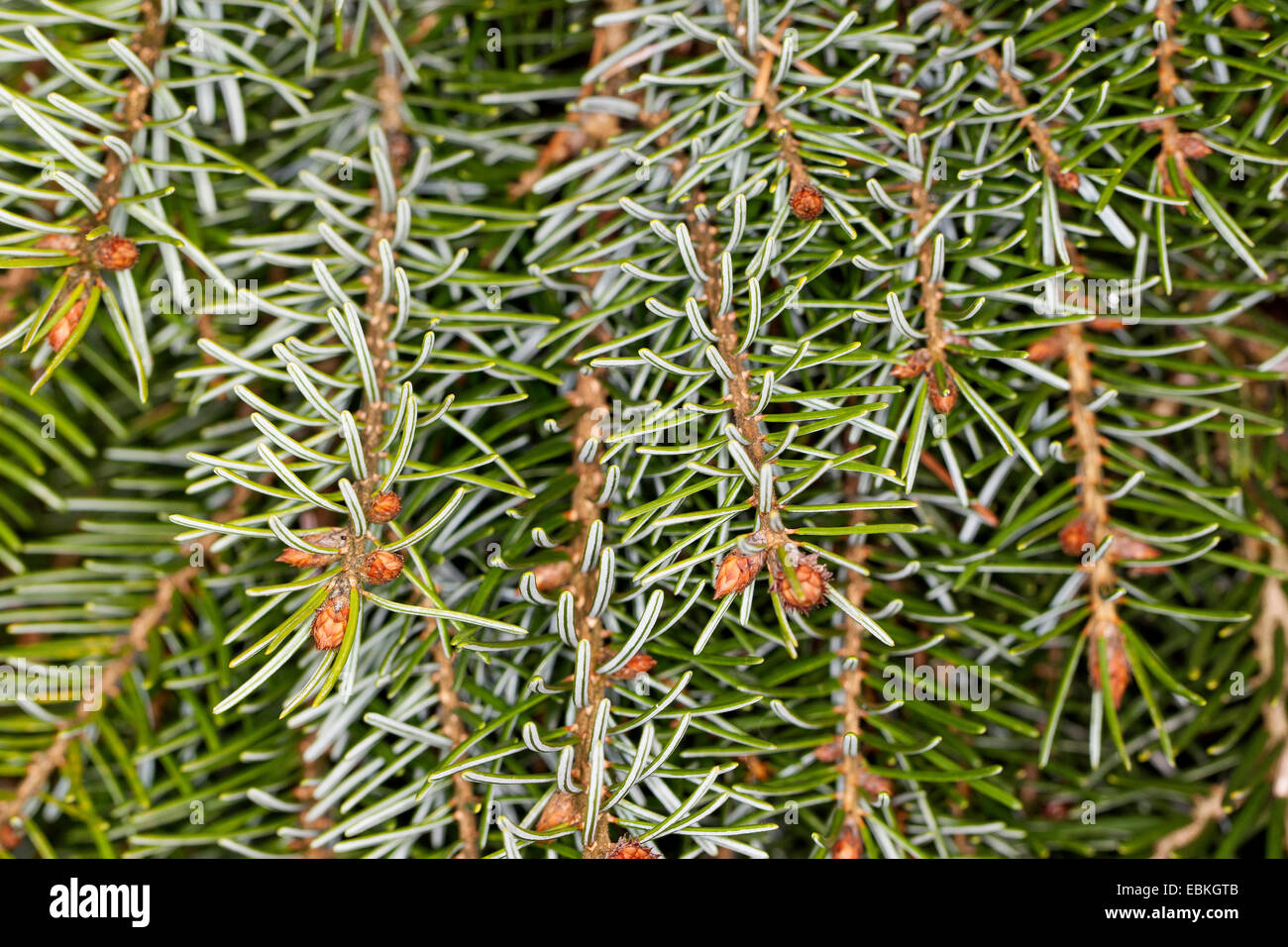 El serbio abeto rojo (Picea omorika), ramas Foto de stock