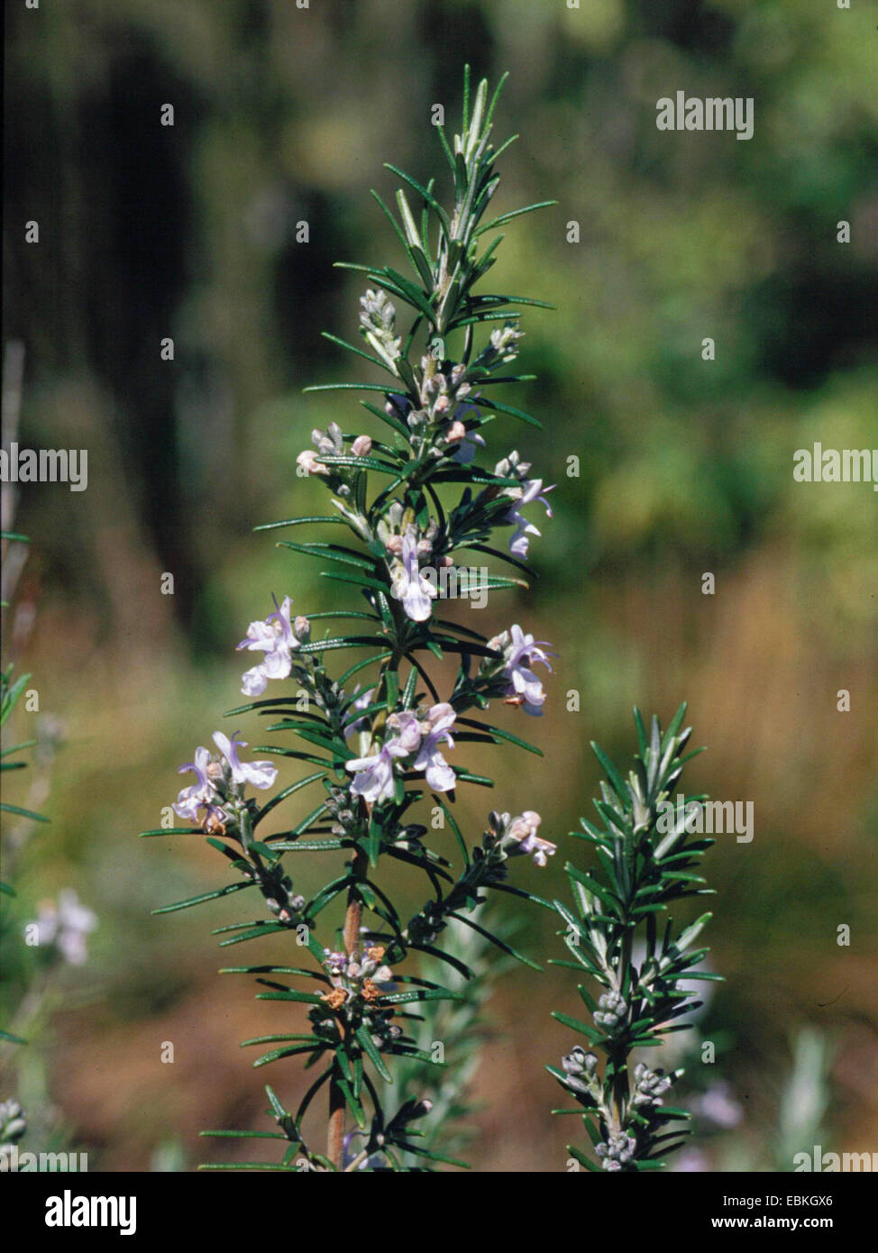 El romero (Rosmarinus officinalis), floreciendo sucursal Foto de stock