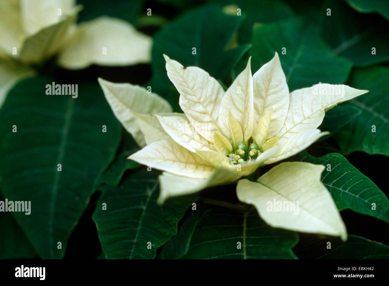 Poinsettia (Euphorbia pulcherrima 'limón' de nieve, Euphorbia pulcherrima limón), cultivar la Nieve Nieve de limón Foto de stock