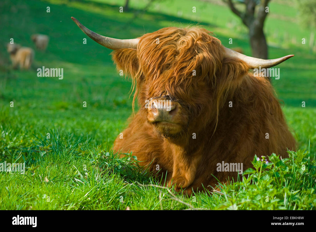 Scottish Highland ganado (Bos primigenius f. taurus), tumbado en una pradera Foto de stock