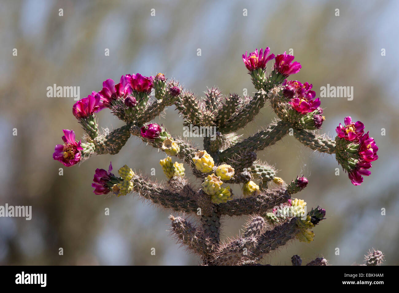 Buckhorn Cholla (Cylindropuntia acanthocarpa), floreciendo en el desierto de Sonora, Phoenix, Arizona, EE.UU. Foto de stock