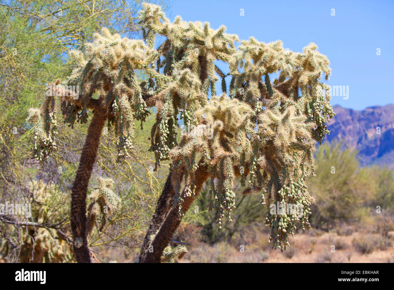 Frutas cadena cholla, Sonoran saltando Cholla (Cylindropuntia fulgida), con frutas, Phoenix, Arizona, EE.UU. Foto de stock