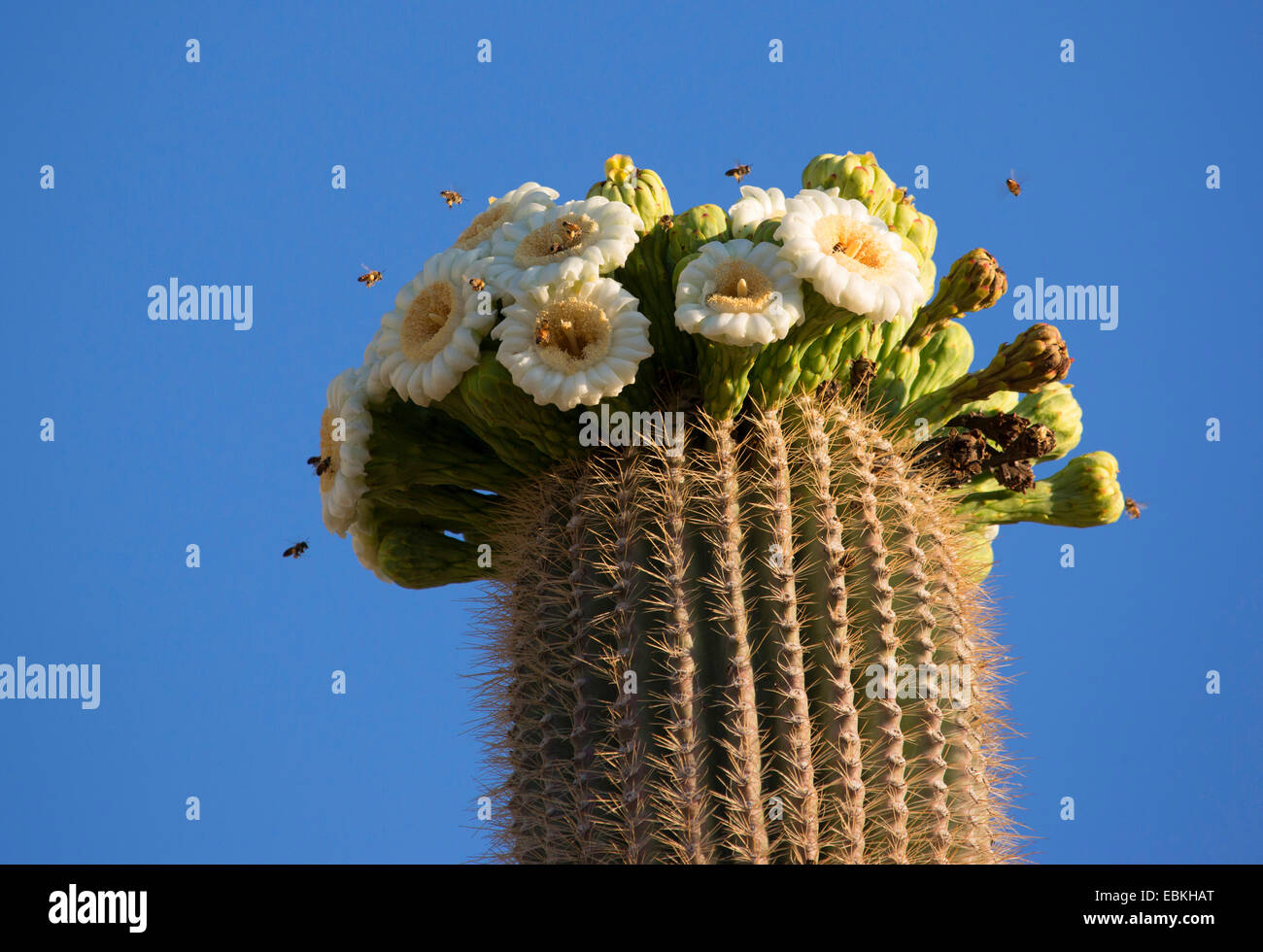 Cacto saguaro (Carnegiea gigantea, Cereus giganteus), floreciendo, Phoenix, Arizona, EE.UU. Foto de stock