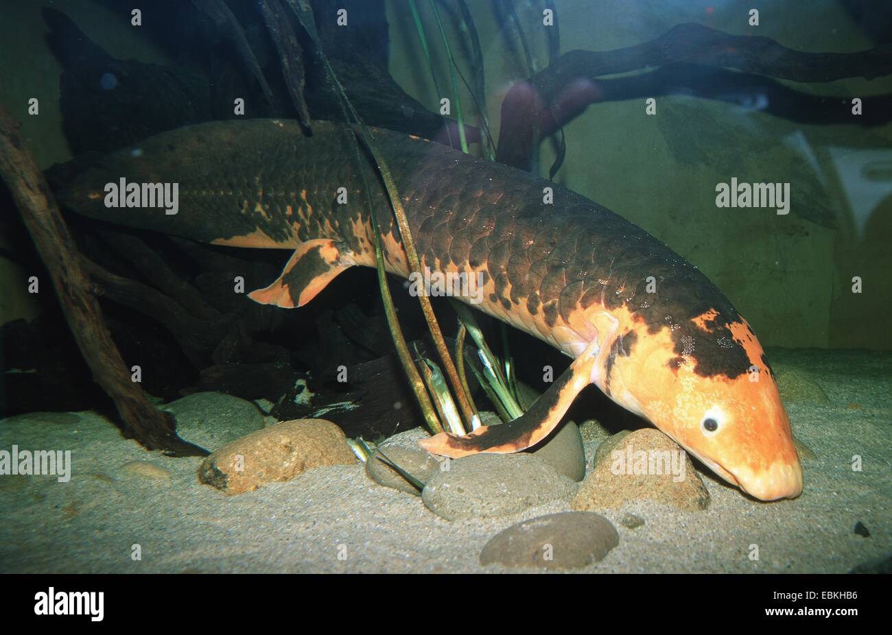 (Lungfish australiano Neoceratodus forsteri) Foto de stock