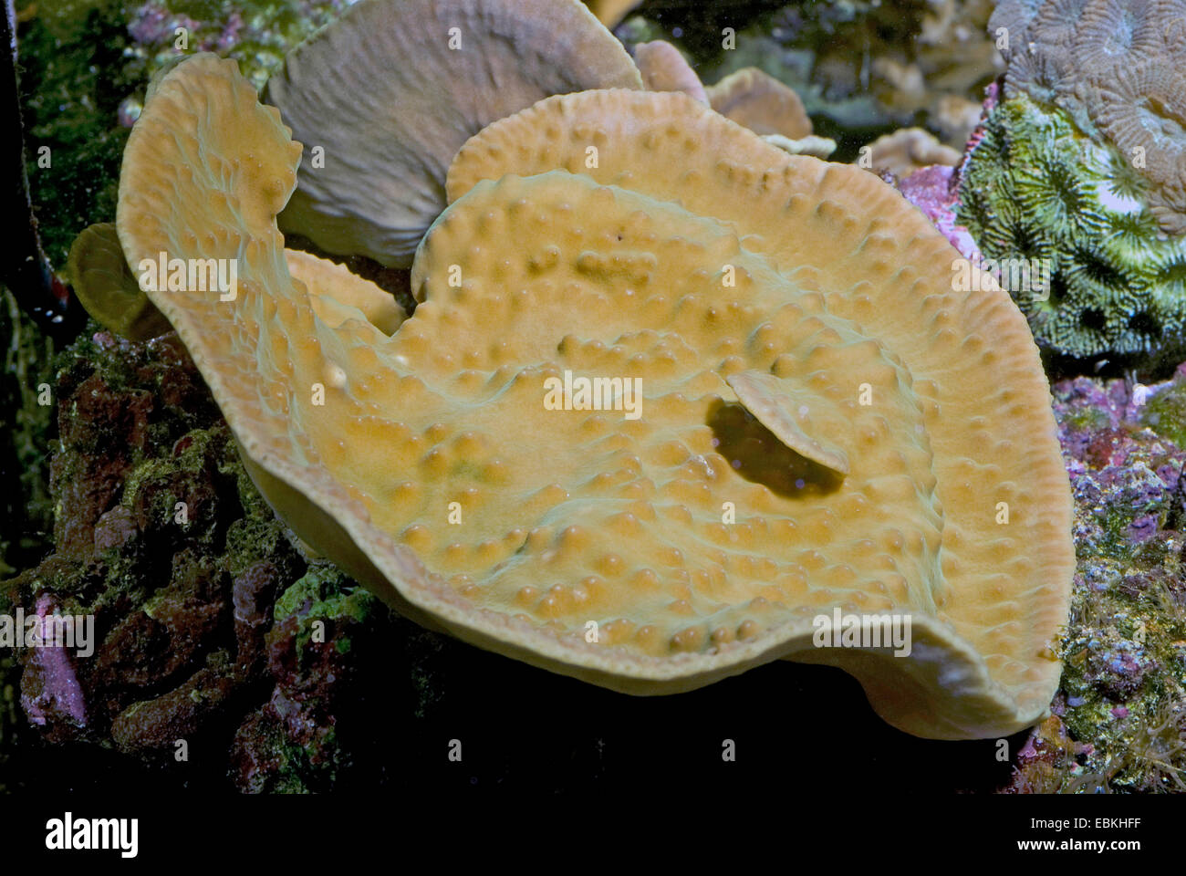 Coral lechuga plegada, desplazamiento, coral coral lechuga trenzado (Turbinaria mesenterina), vista superior Foto de stock
