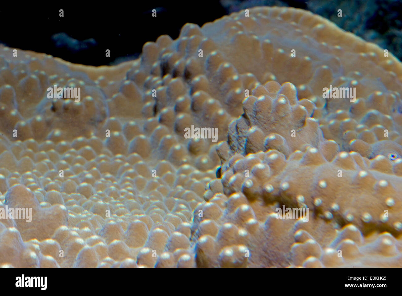Coral lechuga plegada, desplazamiento, coral coral lechuga trenzado (Turbinaria mesenterina), obtener más información Foto de stock