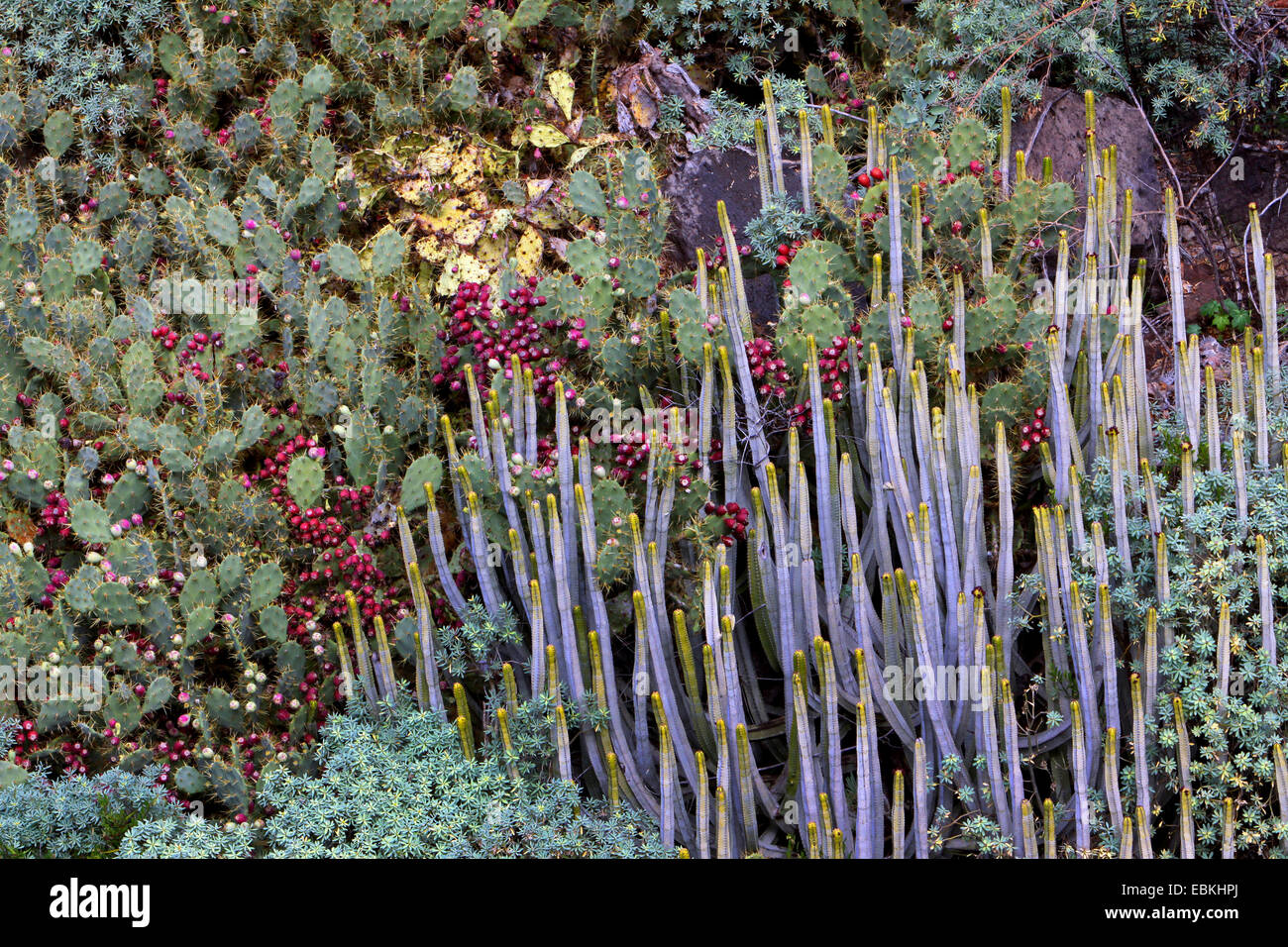 La vegetación típica del norte de la isla con Opuntia y Euphorbiaceae, Islas Canarias, Tenerife, Buenavista del Norte Foto de stock
