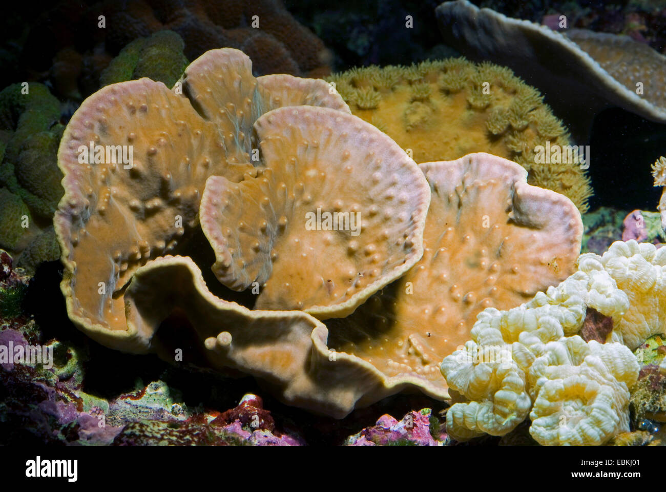 Coral lechuga plegada, desplazamiento, coral coral lechuga trenzado (Turbinaria mesenterina), vista superior Foto de stock