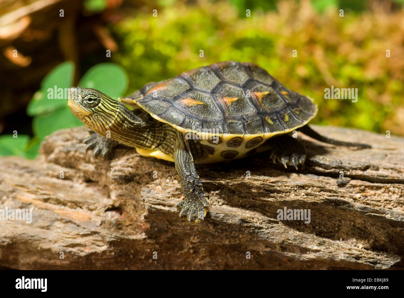 Raya chino-necked turtle, Chino-rayas cuello tortuga (Ocadia sinensis), recostado sobre el tronco de un árbol Foto de stock