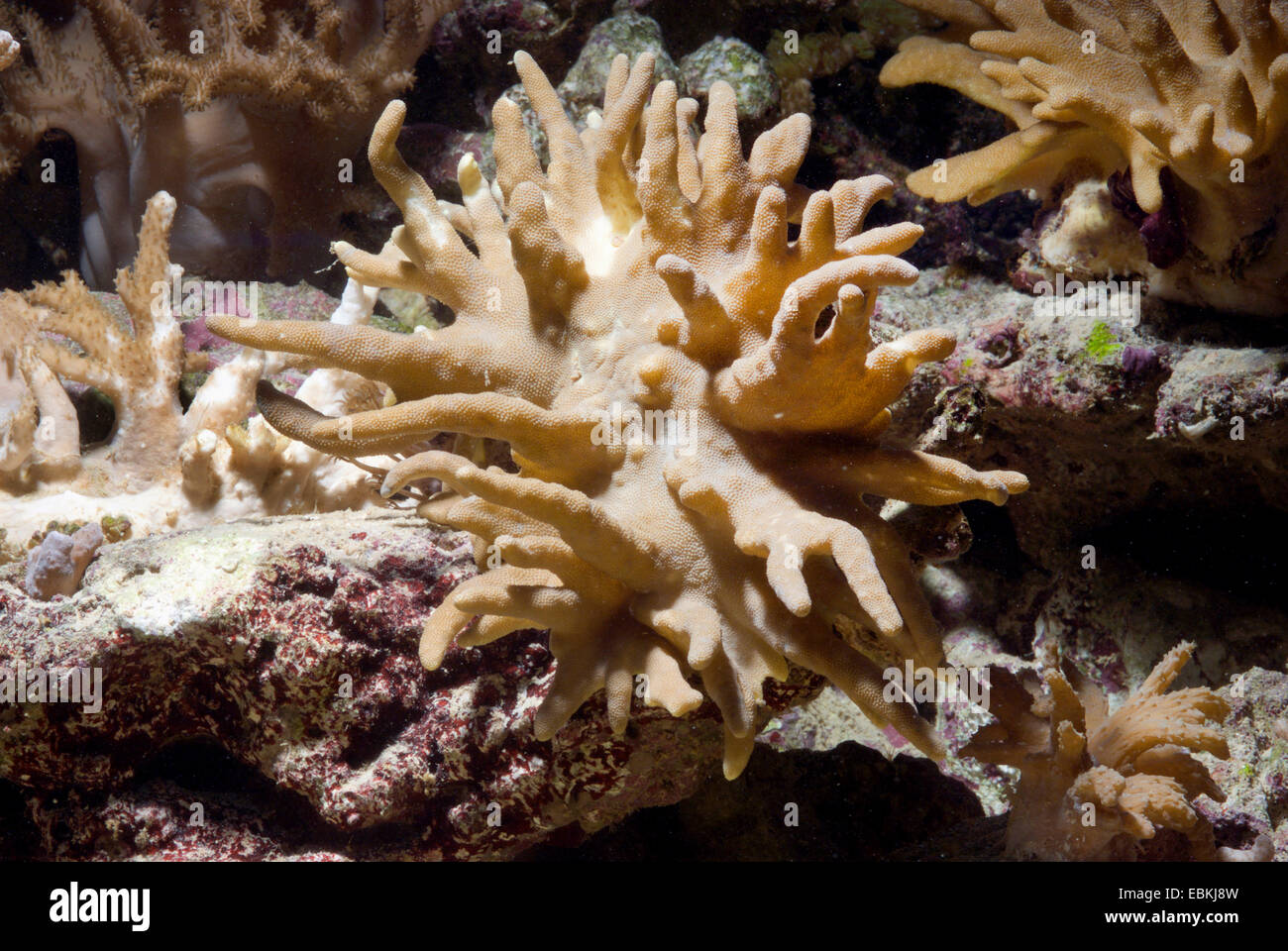 Los corales blandos, dedos Cuero (Lobophytum spec). Foto de stock