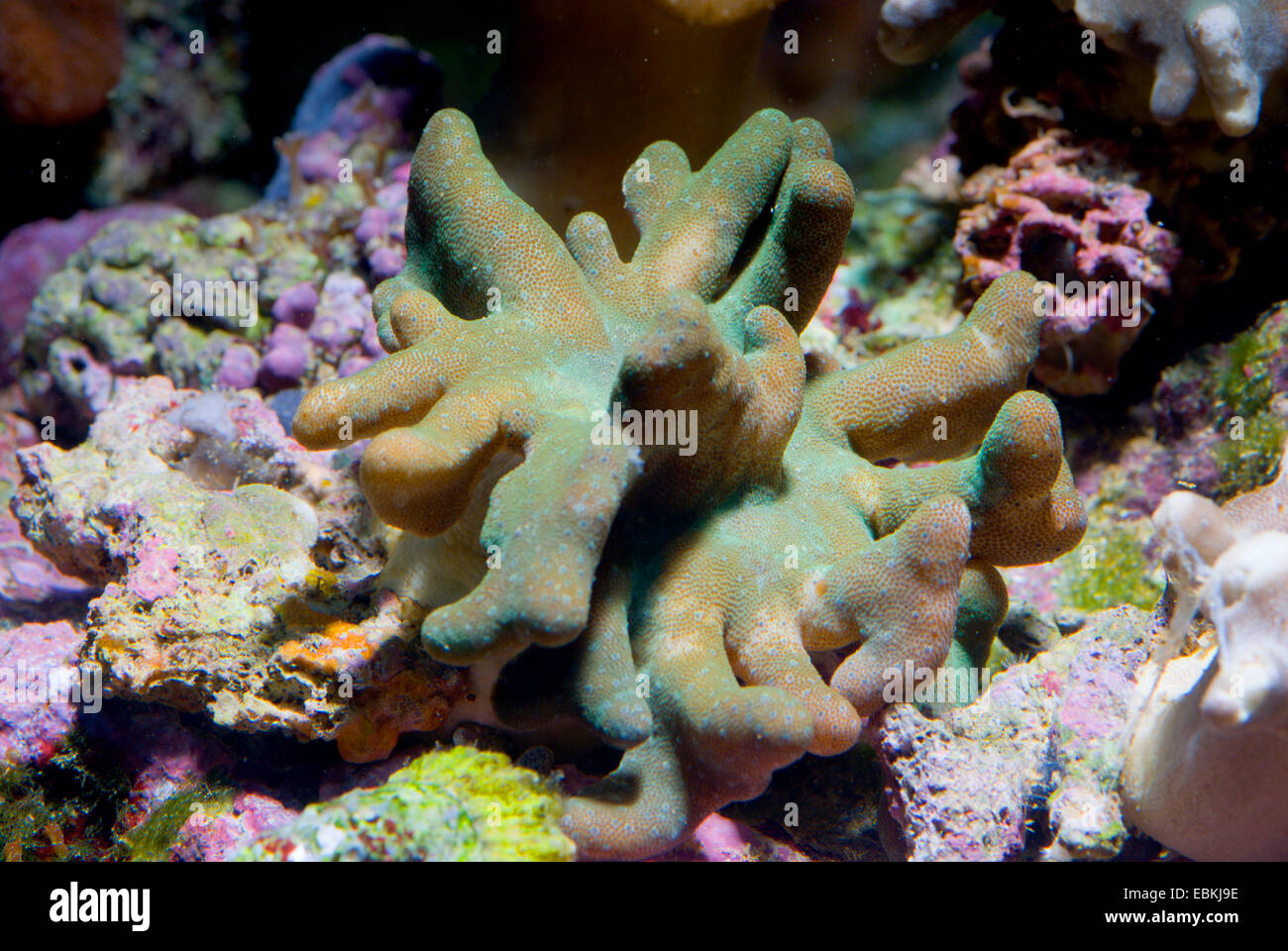 Los corales blandos, dedos Cuero (Lobophytum spec.), verde Foto de stock