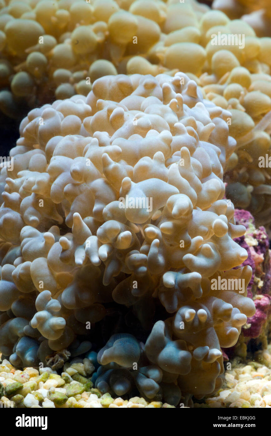 Bubble coral (Physogyra spec.), vista lateral Foto de stock