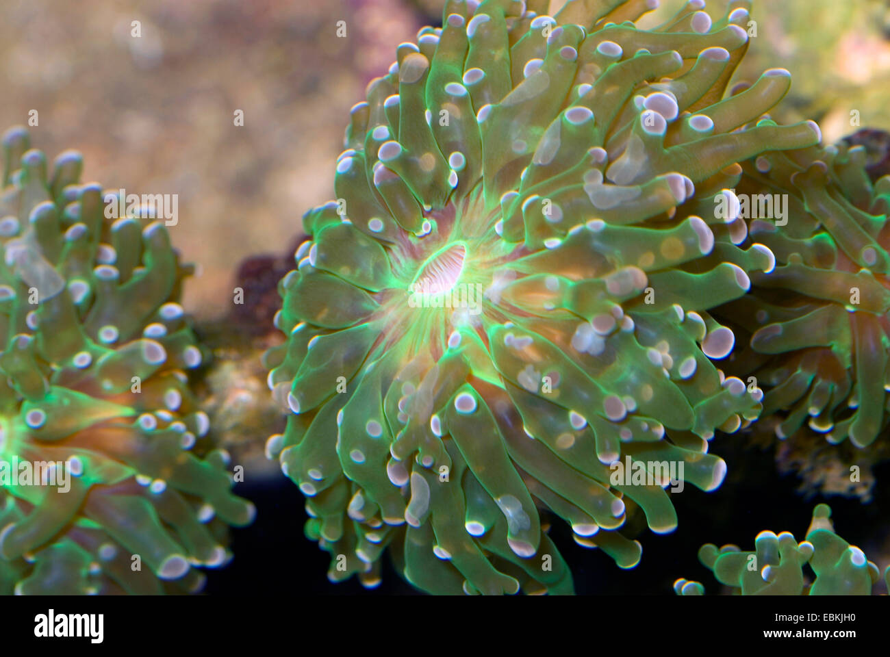 Frogspawn coral (Euphyllia paradivisa), vista cercana Foto de stock