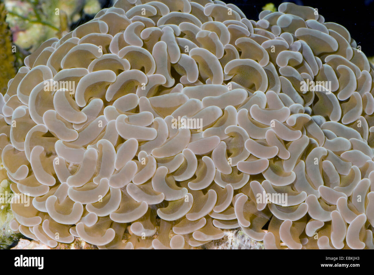 Hammer-diente, ancla coral Coral, Cora (martillo Euphyllia ancora), vista cercana Foto de stock
