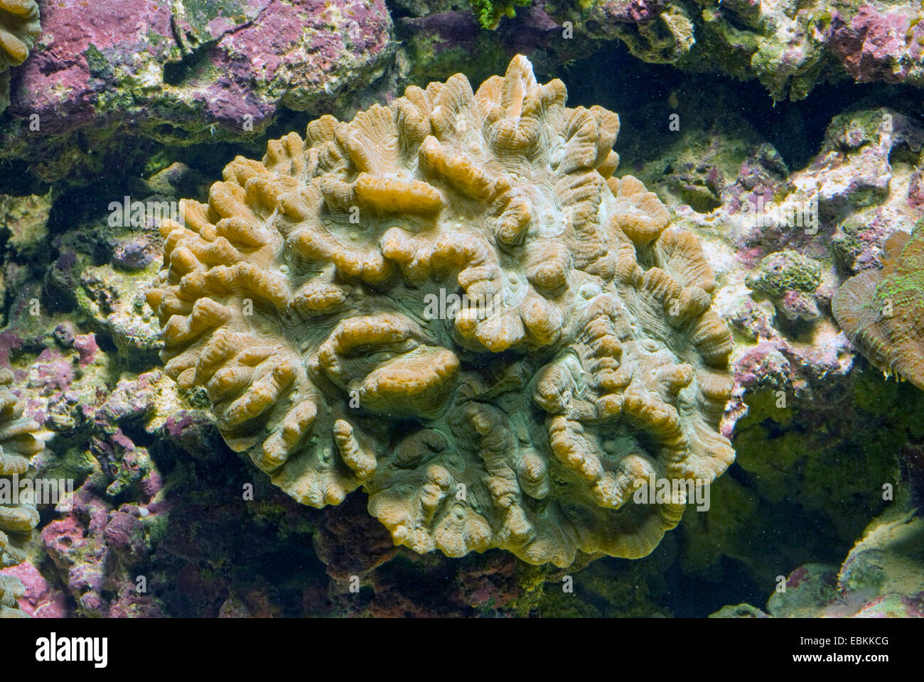 Leaf Coral (Pectinia spec.), un alto ángulo de visualización Foto de stock