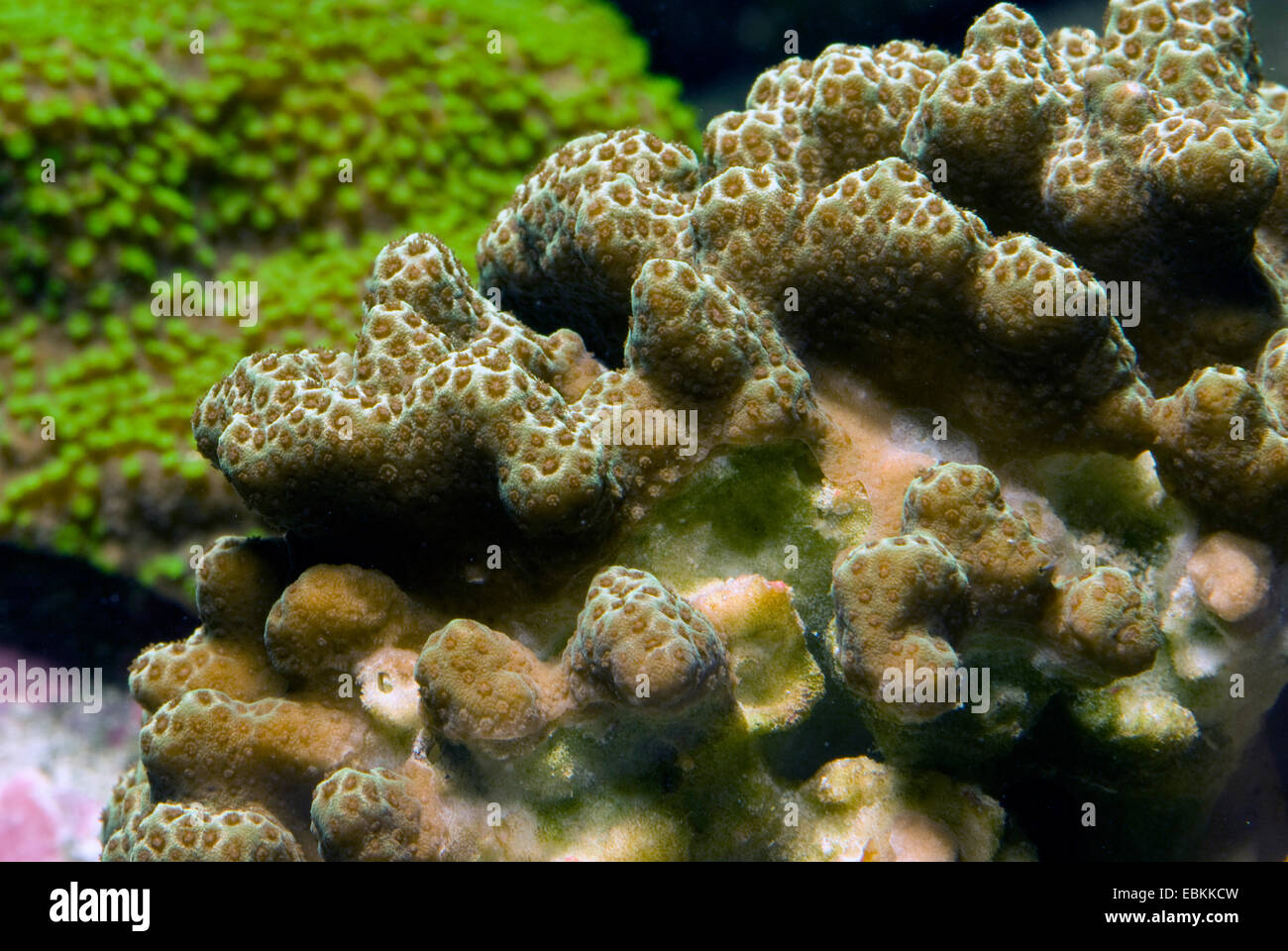 Clubtip finger coral, la malformación de los dedos dedos gruesos, coral coral Porites porites) (vista cercana Foto de stock