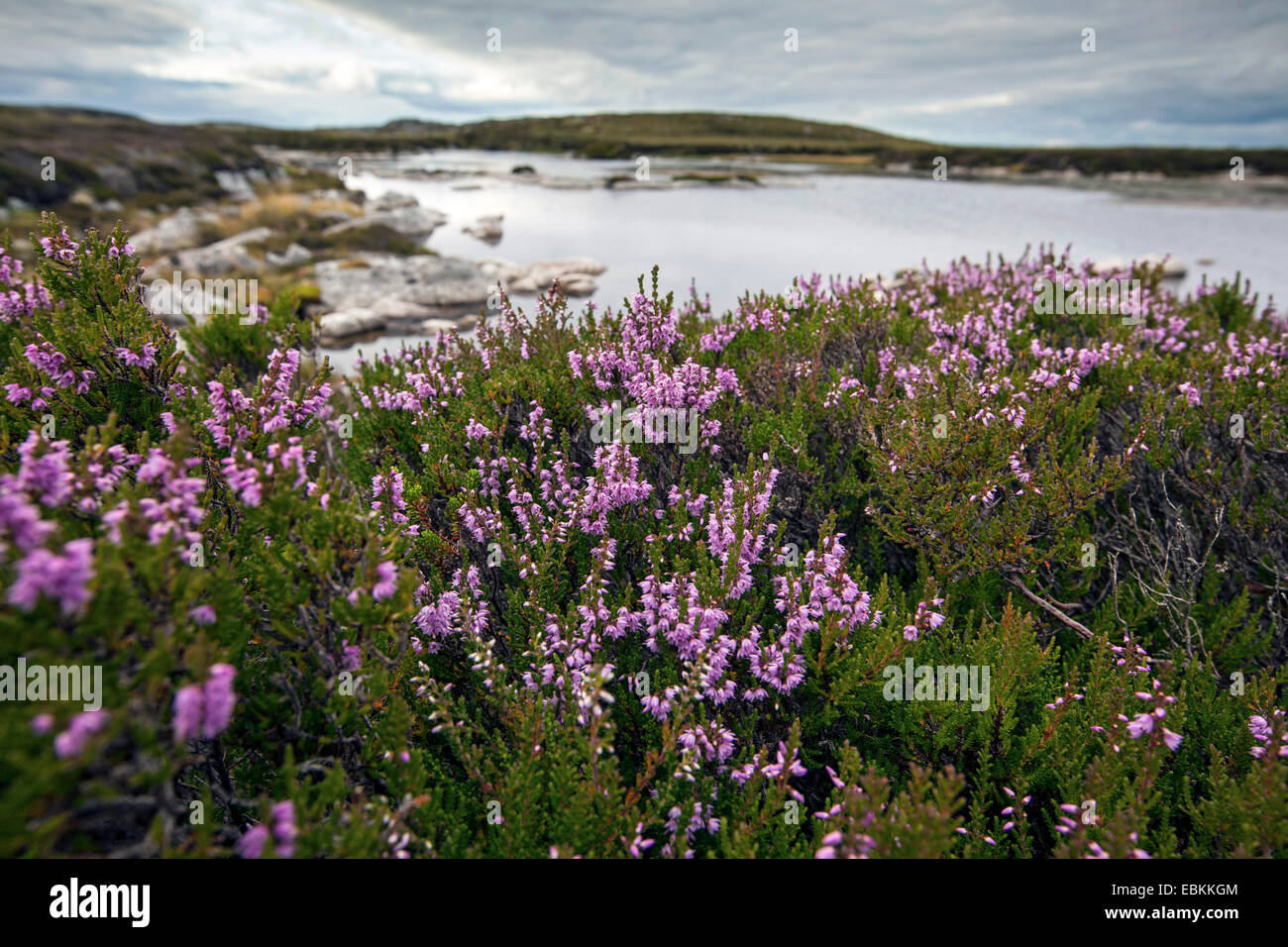 Brezo común, Ling, brezo (Calluna vulgaris), florece en un estanque de páramo, Noruega, Hitra Foto de stock