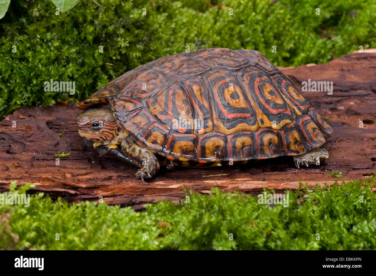 La tortuga de madera pintada, adornos en madera tortuga (Rhinoclemmys pulcherrima), sobre una piedra Foto de stock