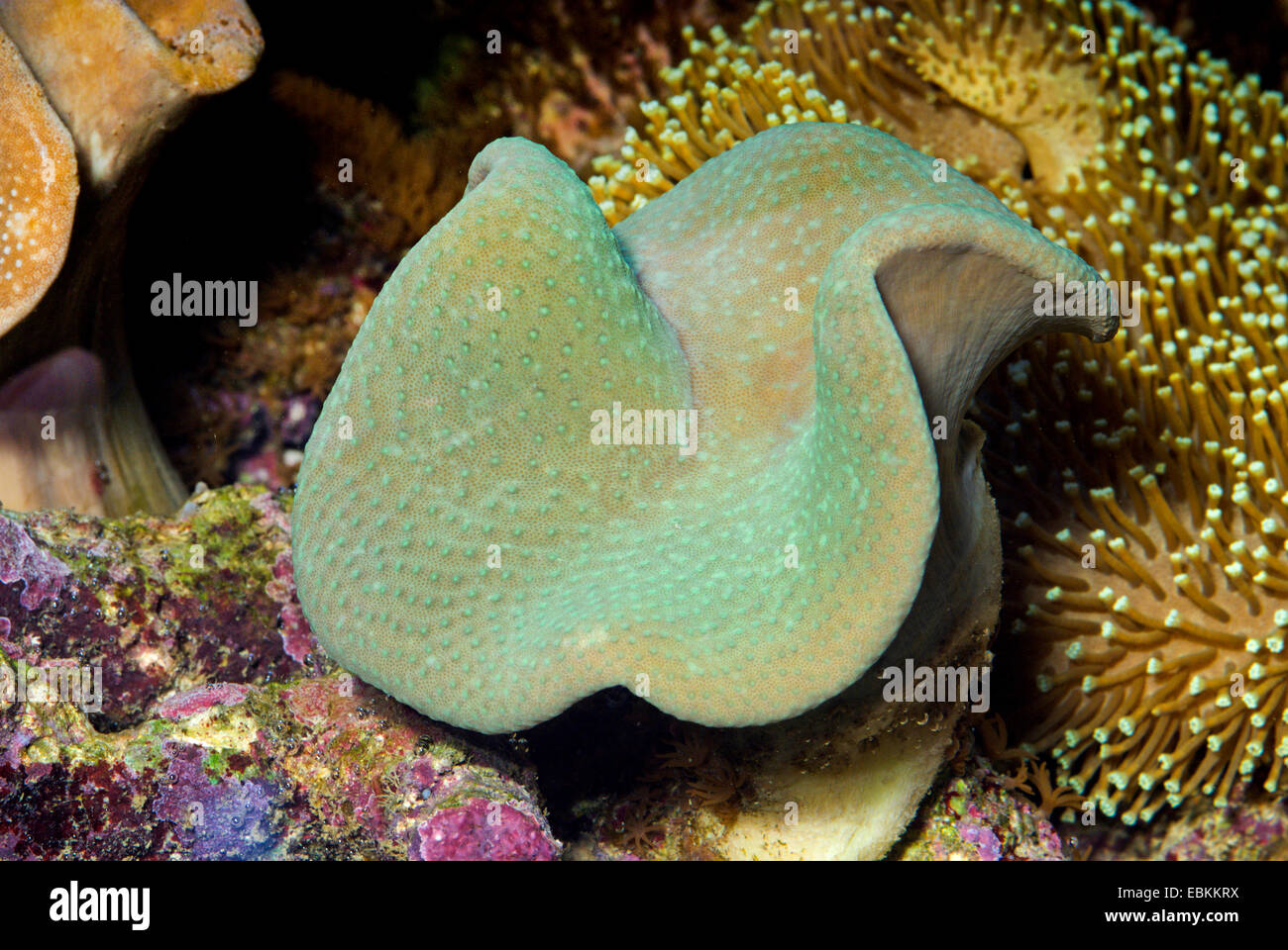 Coral de cuero (Sarcophyton spec.), un alto ángulo de visualización Foto de stock