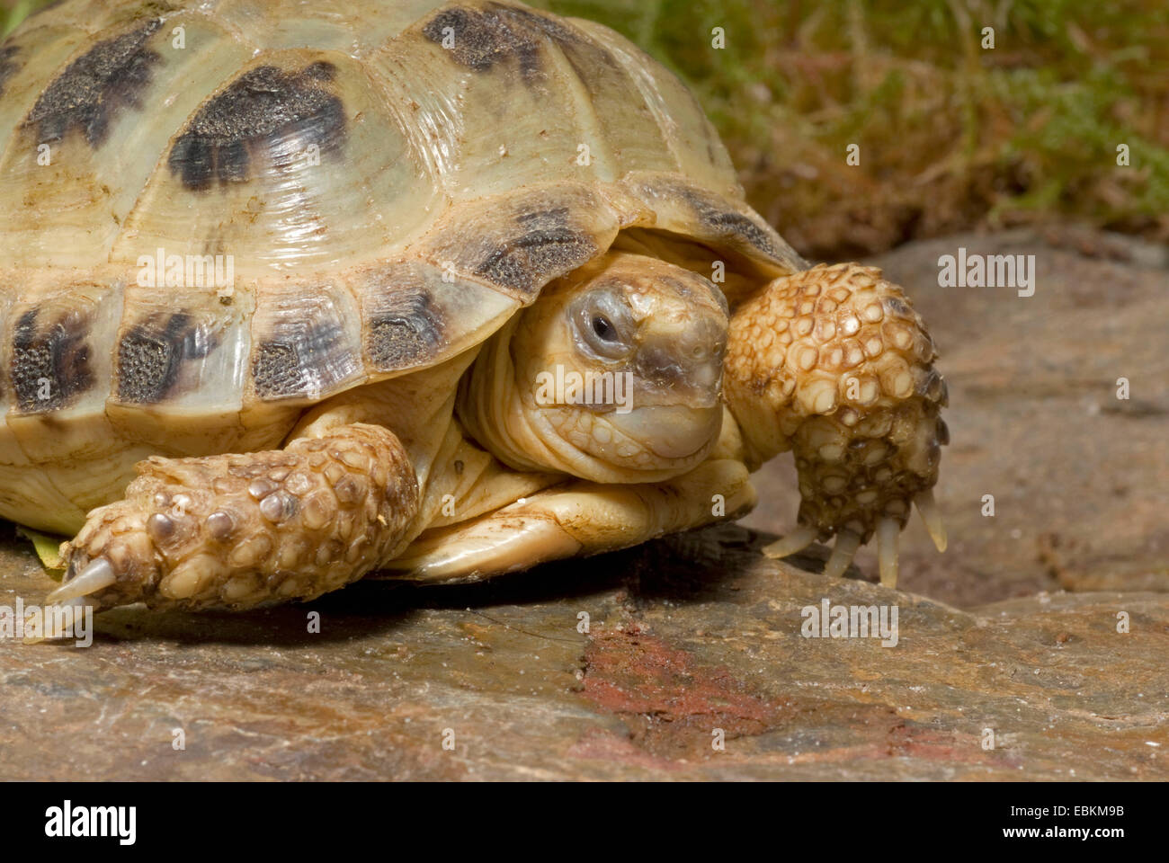 La tortuga de Horsfield, cuatro dedos cada tortuga, Asia Central (tortuga Agrionemys horsfieldi, Testudo horsfieldii), recostada sobre una roca Foto de stock