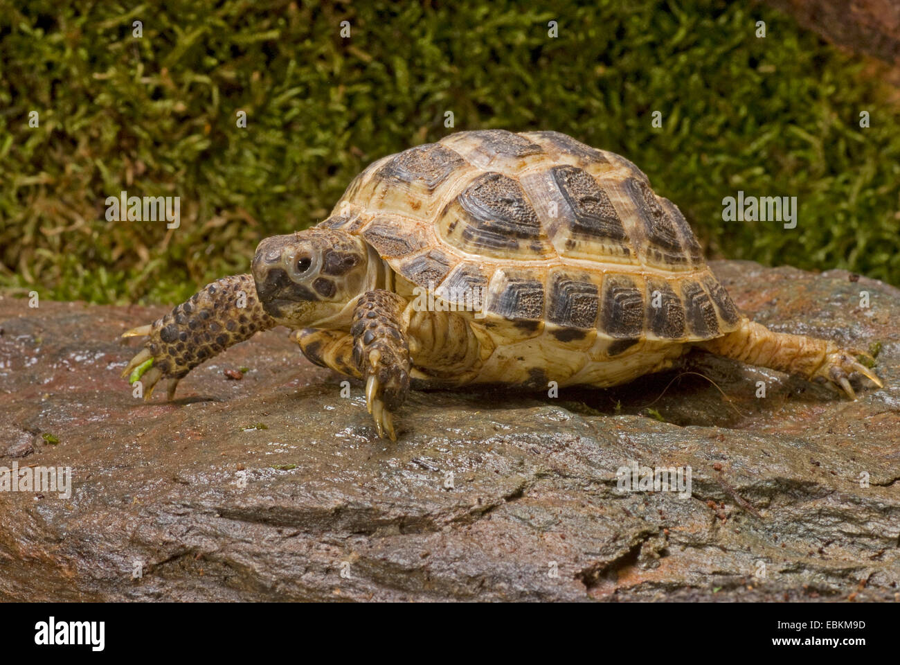 La tortuga de Horsfield, cuatro dedos cada tortuga, Asia Central (tortuga Agrionemys horsfieldi, Testudo horsfieldii), caminar sobre una piedra mojada Foto de stock