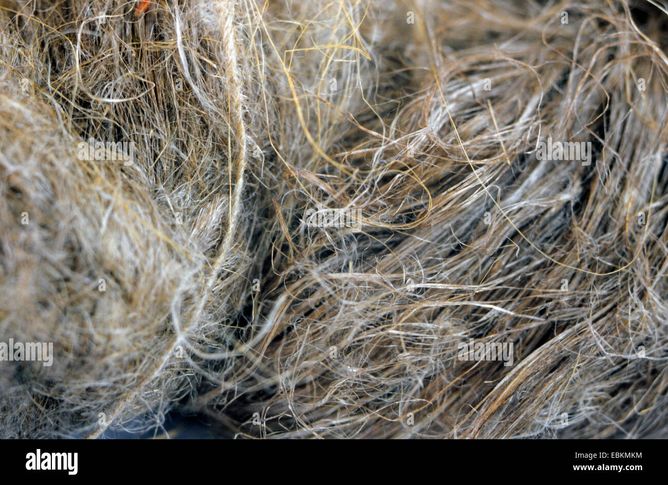 Comunes De Lino Linum Usitatissimum Las Fibras De Lino Fotografia De Stock Alamy
