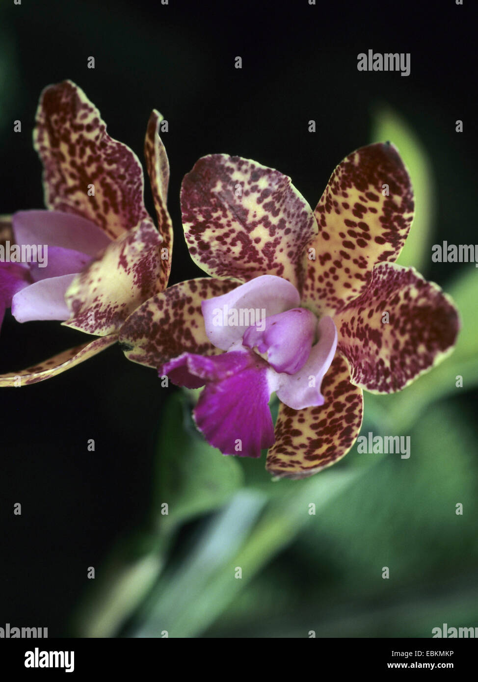 Orquídea leopardo fotografías e imágenes de alta resolución - Alamy