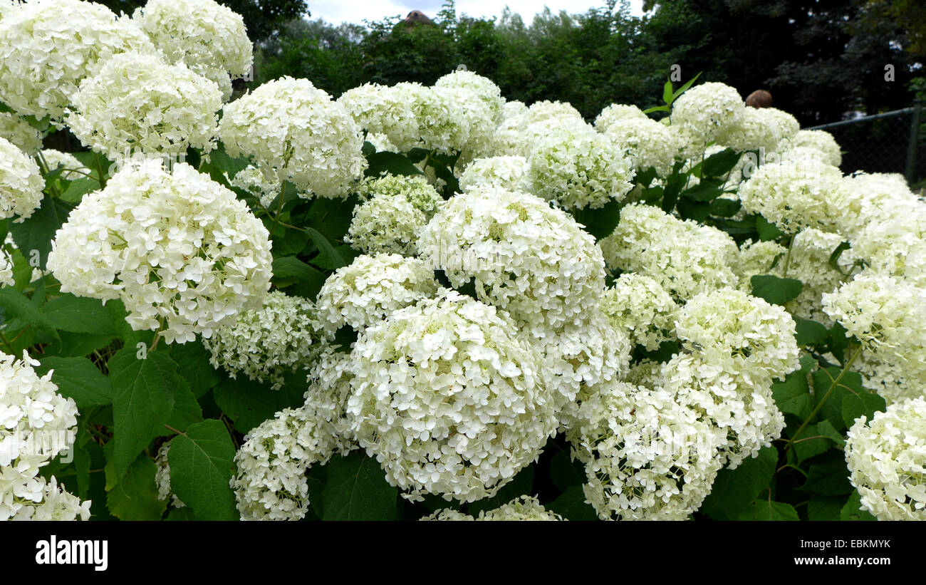 Garden hortensias, tapa de encaje Hortensia (Hydrangea macrophylla), con flores  blancas Fotografía de stock - Alamy